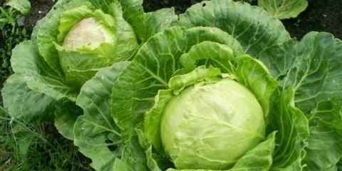 Sorte ranog i ultraranog bijelog kupusa